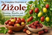 Žižole