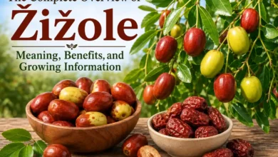 Žižole