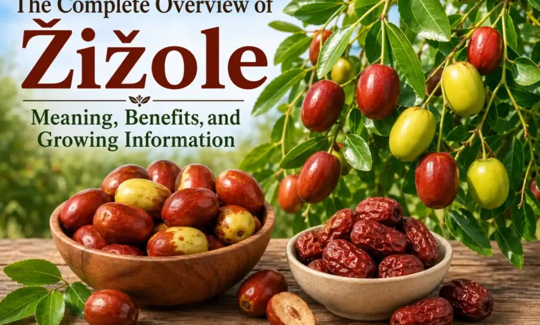 Žižole